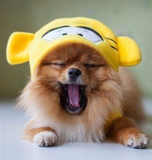 cute Pomeranian puppy yawning